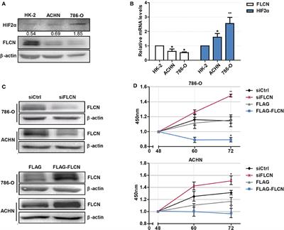 FLCN Regulates HIF2α Nuclear Import and Proliferation of Clear Cell Renal Cell Carcinoma